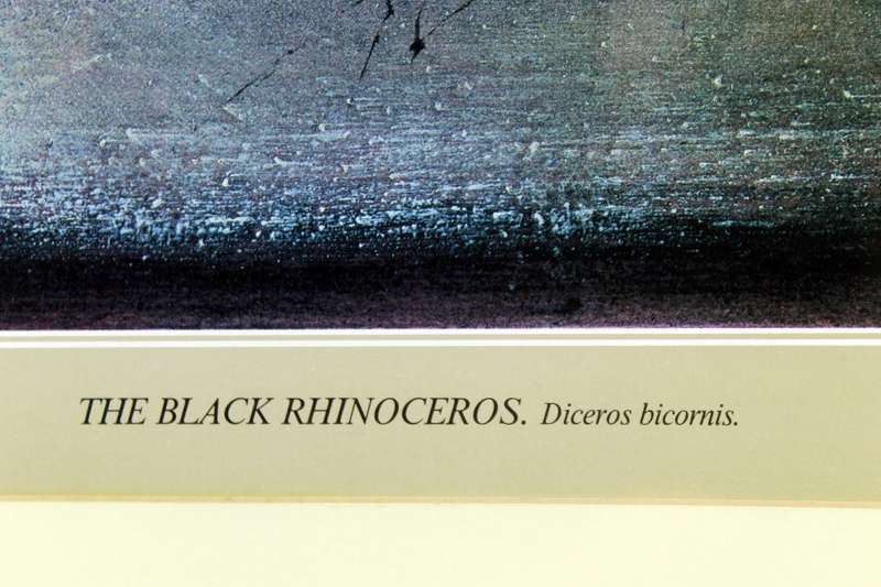 Keith Joubert - Limited edition lithoprint - The Black Rhinoceros