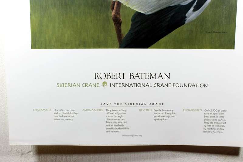 Poster - Robert Bateman - Siberian Crane