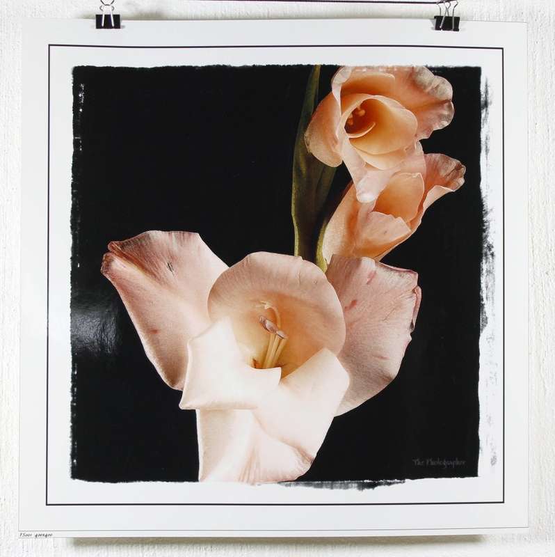 The Photographer - Photographs - Set of 4 flower still life's - Beautiful! - Bid now!!