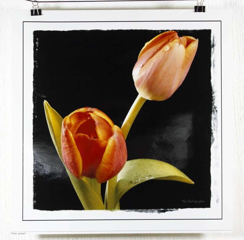 The Photographer - Photographs - Set of 4 flower still life's - Beautiful! - Bid now!!