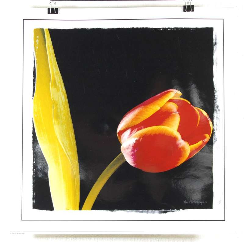 The Photographer - Photographs - Set of 4 flower still life's - Beautiful! - Bid now!!