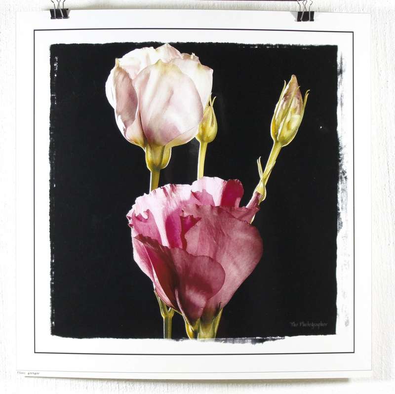The Photographer - Photographs - Set of 4 flower still life's - Beautiful! - Bid now!!