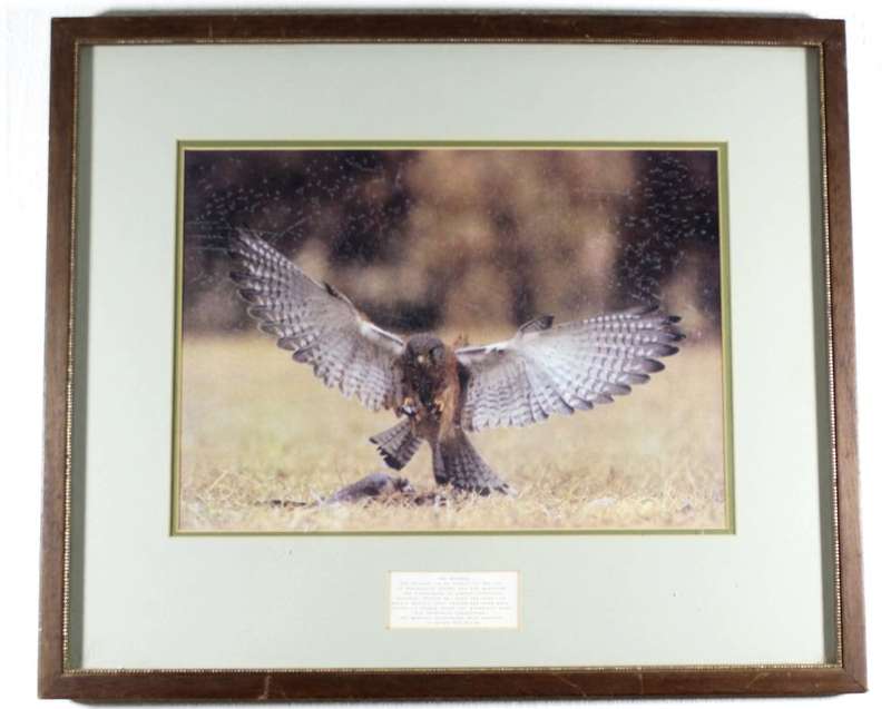 The Kestrel