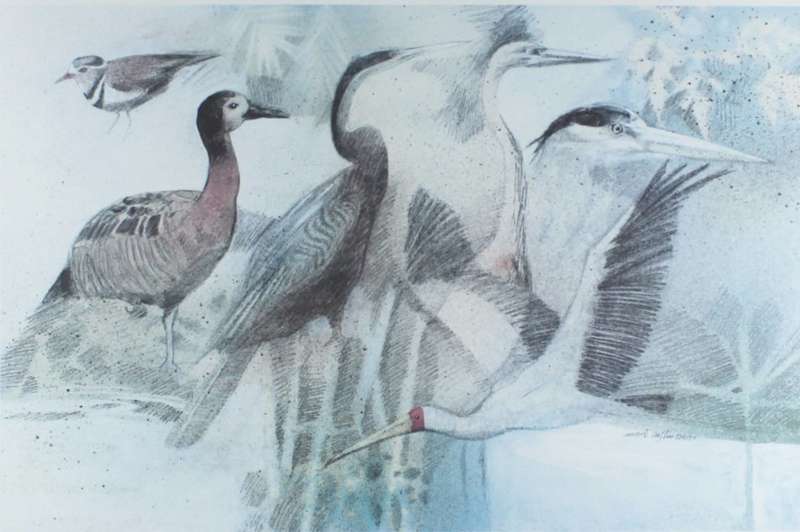 Mark Enslin - Birds
