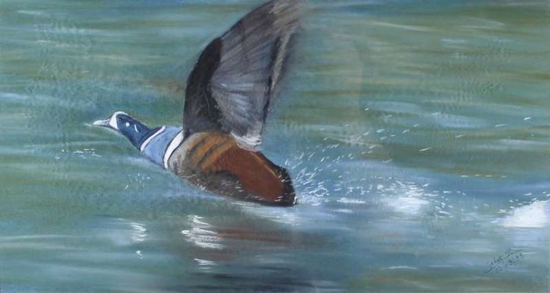 P Gehot - Duck in flight
