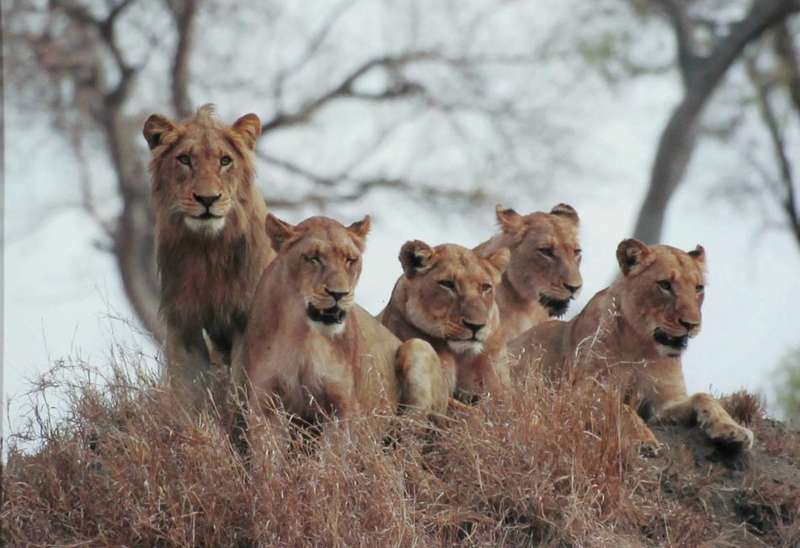 Photo of Lions