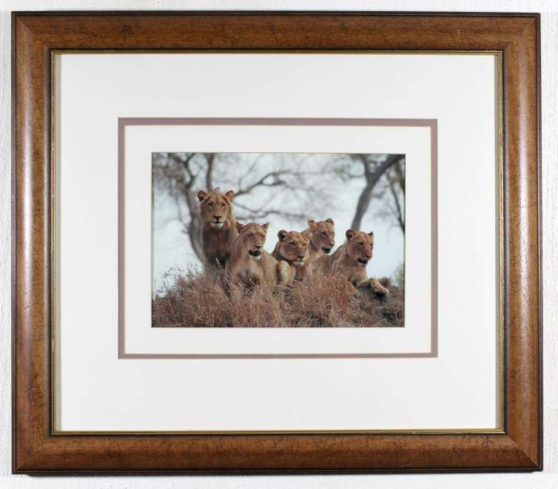 Photo of Lions