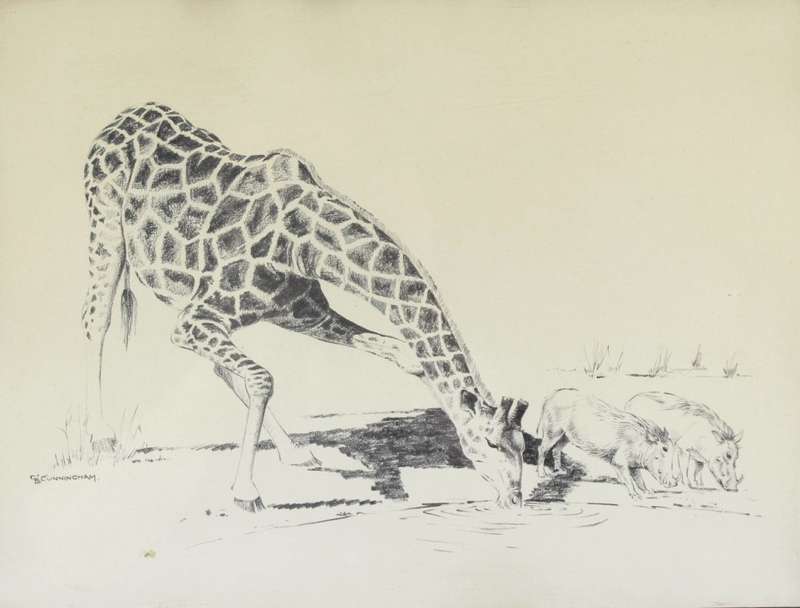 D Cunningham - Giraffe