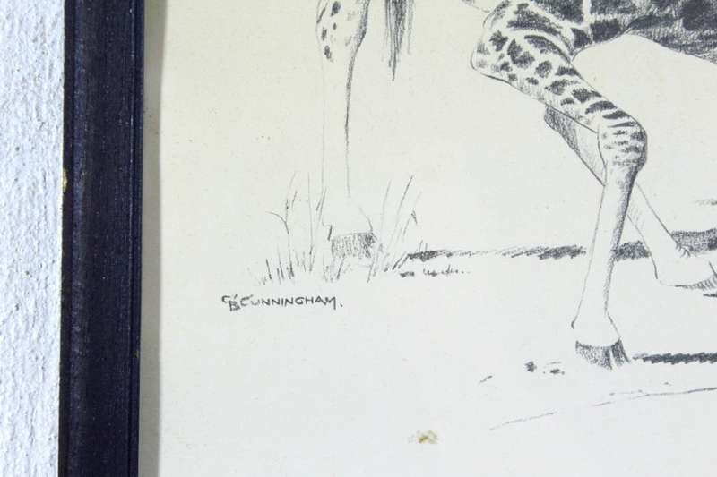D Cunningham - Giraffe