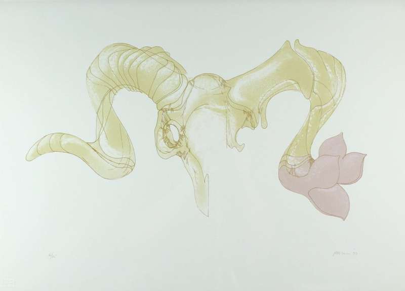 Judith Mason - Goat skull