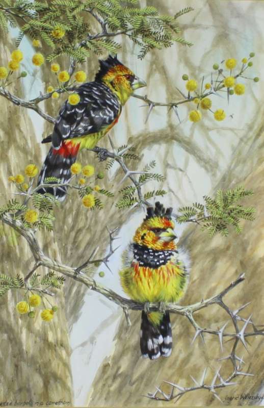 Ingrid Weyersbye - Crested Barbets in a camelthorn