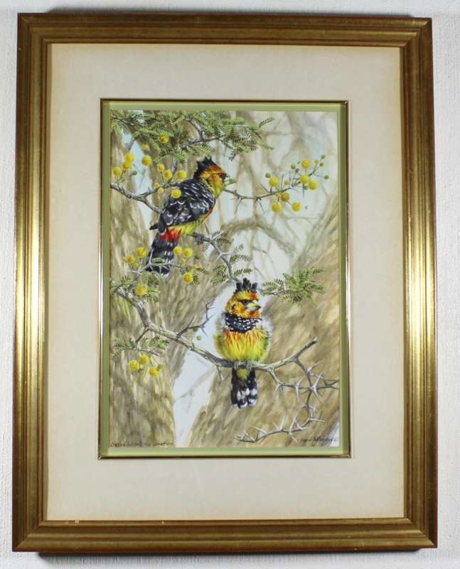 Ingrid Weyersbye - Crested Barbets in a camelthorn