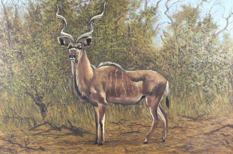 Gerhard Wagner - Kudu bull
