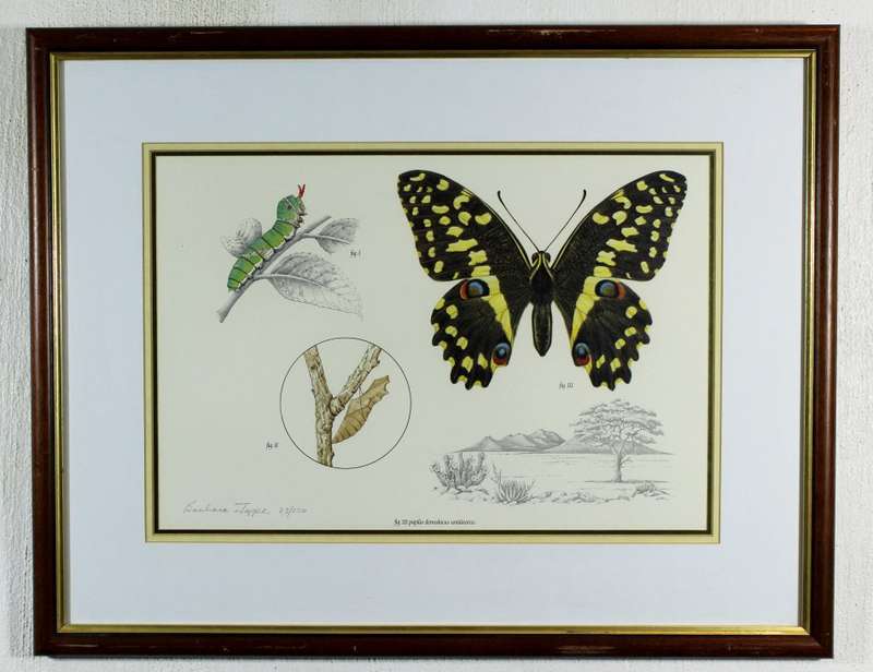 Barbara Jeppe - Butterfly life cycle