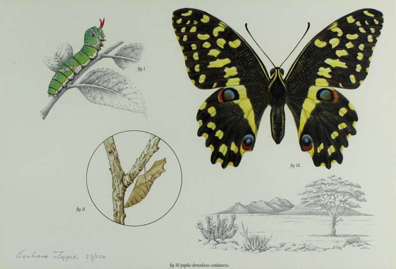 Barbara Jeppe - Butterfly life cycle