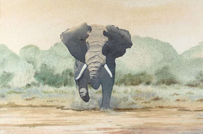 Arniedrich - elephant charging