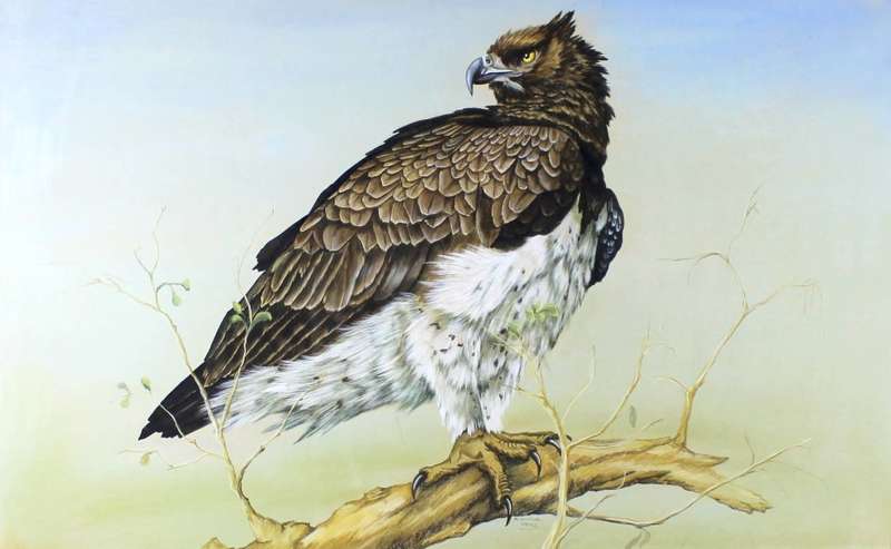 R Buric - Martial Eagle!