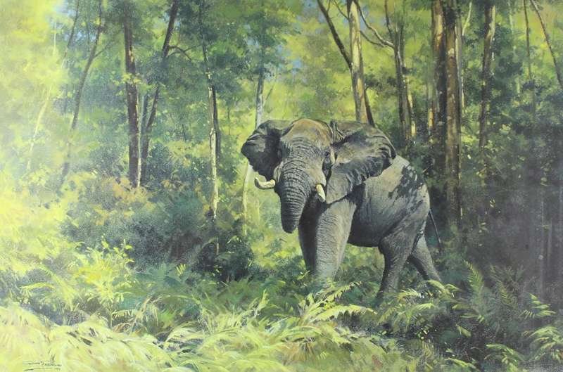 Dino Paravano - Knysna Elephant