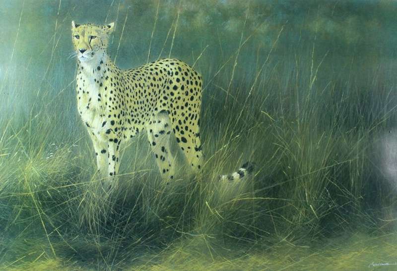 Kim Donaldson - Cheetah
