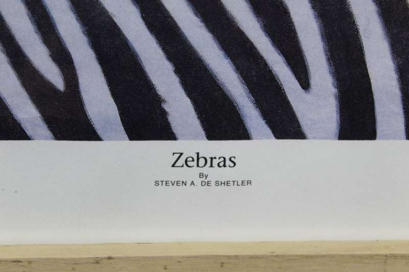 Stevan de Shetler - Zebra`s - Limited edition print