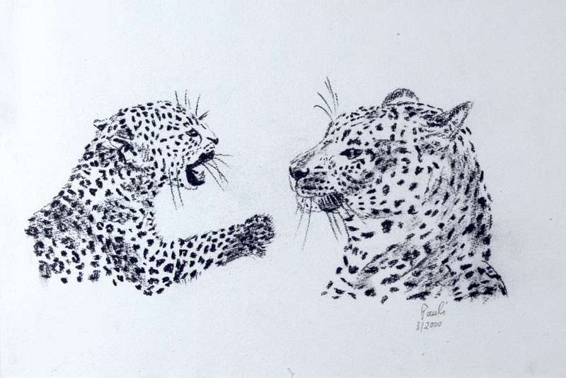 Paul`s - Baby cheetah