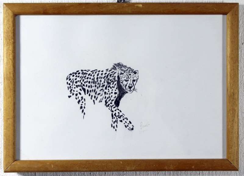 Paul`s - Cheetah walking