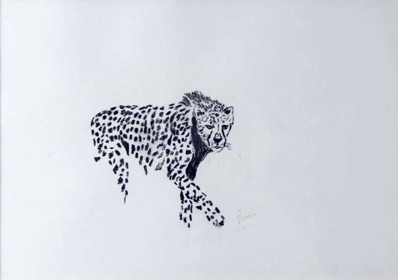 Paul`s - Cheetah walking