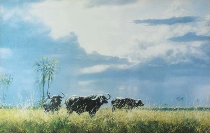 Paul Augustinus - Buffalo