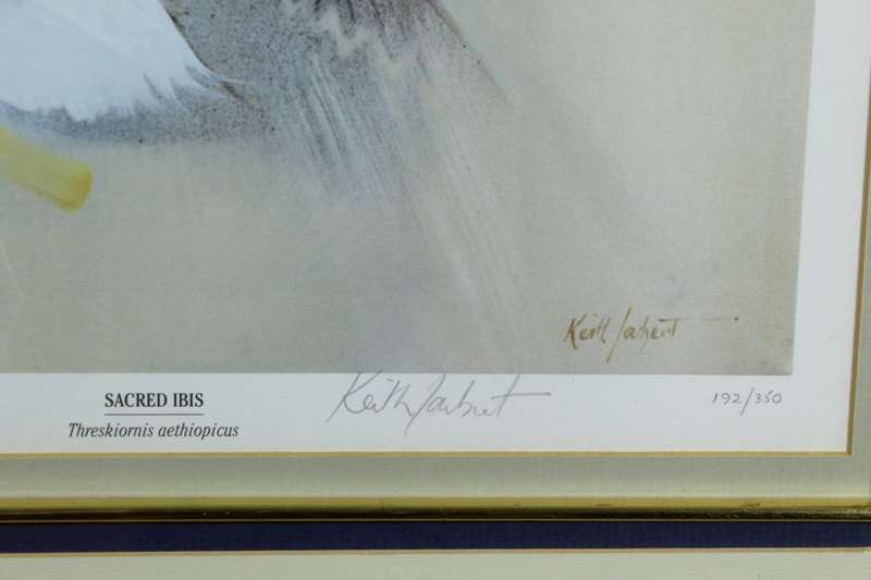 Keith Joubert - Limited edition lithoprint -  Sacred Ibis