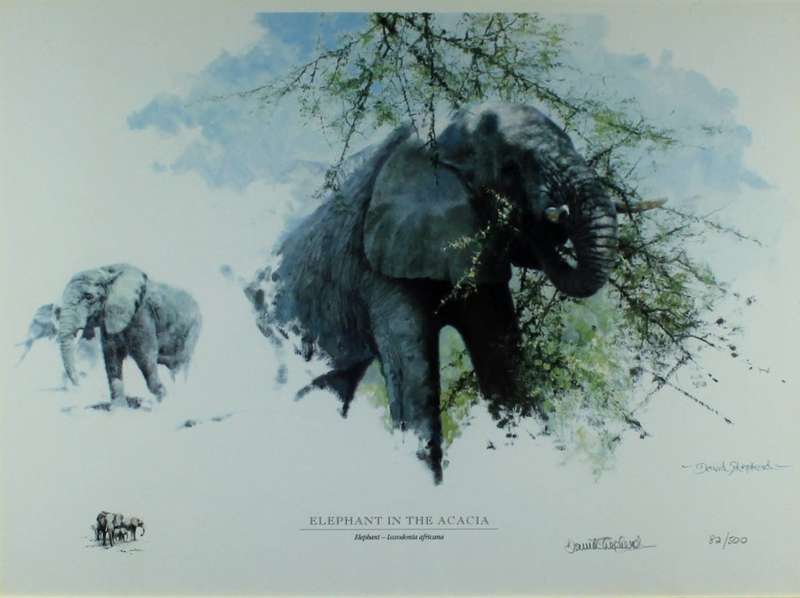 David Shepherd - Limited edition lithoprint - Elephant in the Acacia