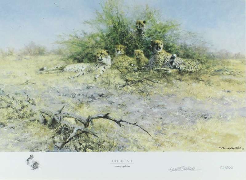 David Shepherd - Limited edition lithoprint - Cheetah