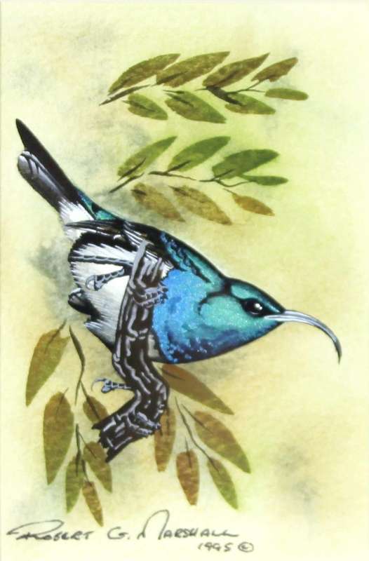 Robert G Marshall - White Bellied Sunbird