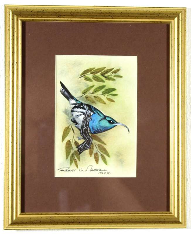 Robert G Marshall - White Bellied Sunbird
