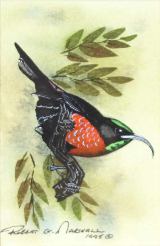 Robert G Marshall - Scarlet Chested Sunbird