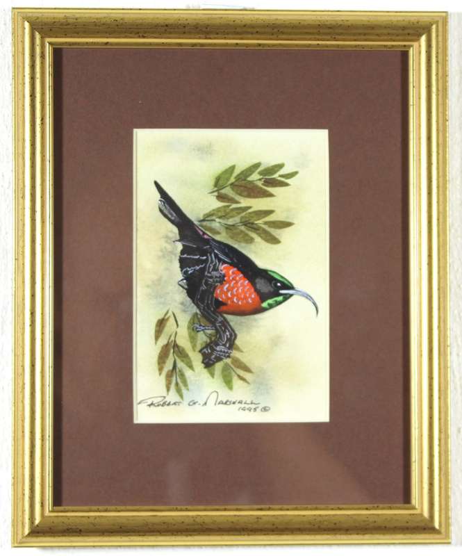 Robert G Marshall - Scarlet Chested Sunbird