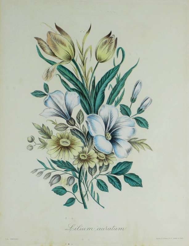 JL Prevorst - Lilium auratum