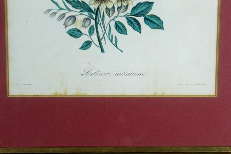 JL Prevorst - Lilium auratum