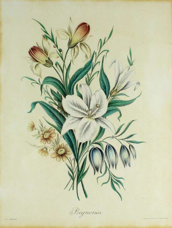 JL Prevorst - Bignonia - A lovely piece!