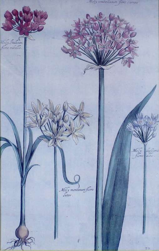 Old flower Print - Moly