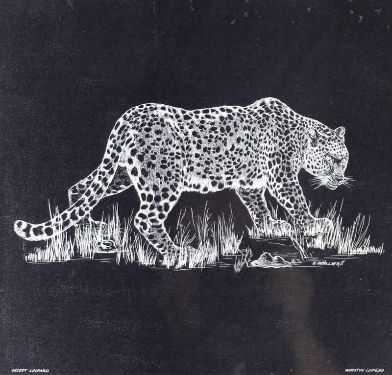 E de Villiers - Desert Leopard