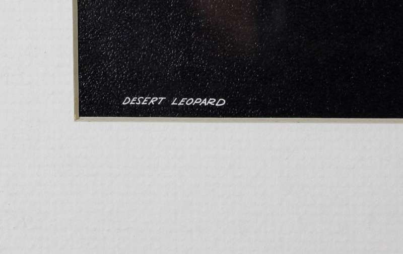 E de Villiers - Desert Leopard