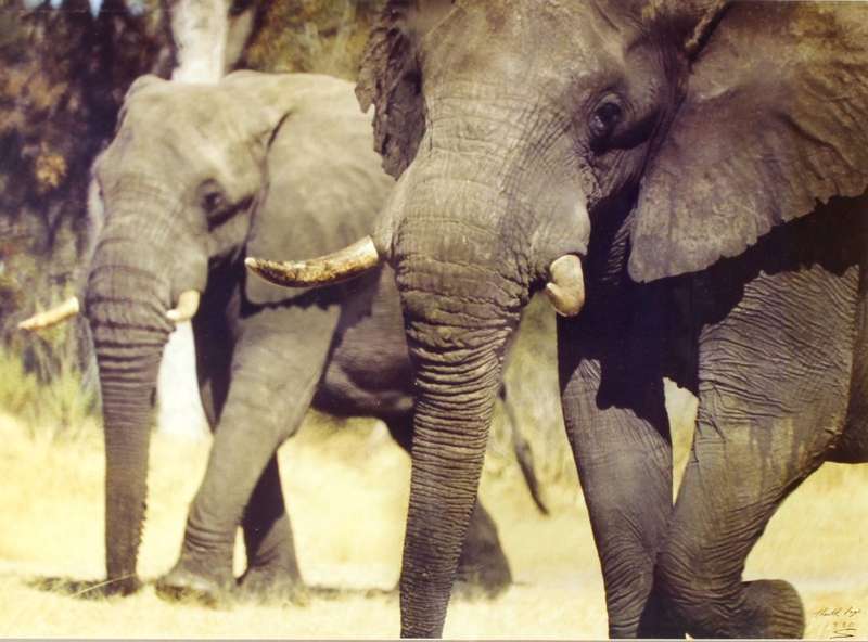 Keith Page - Elephants
