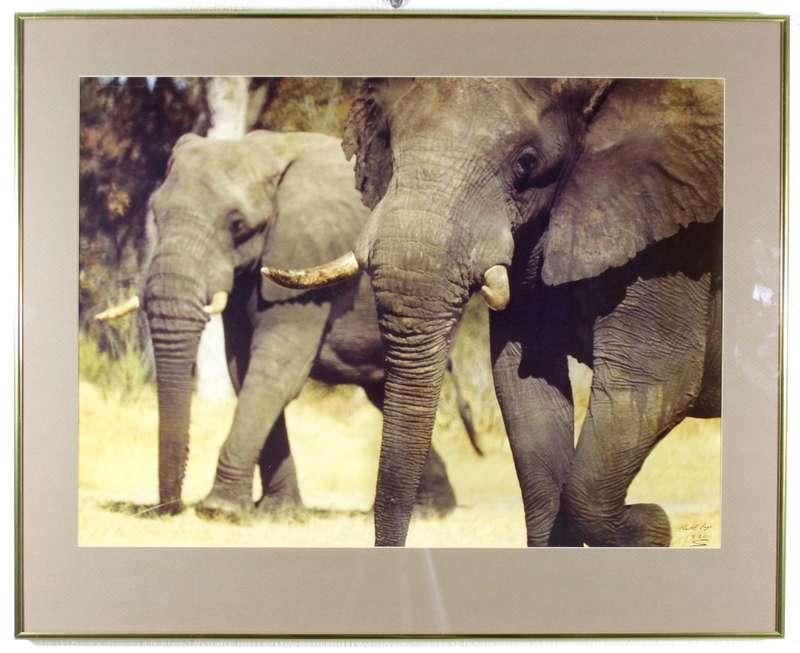 Keith Page - Elephants