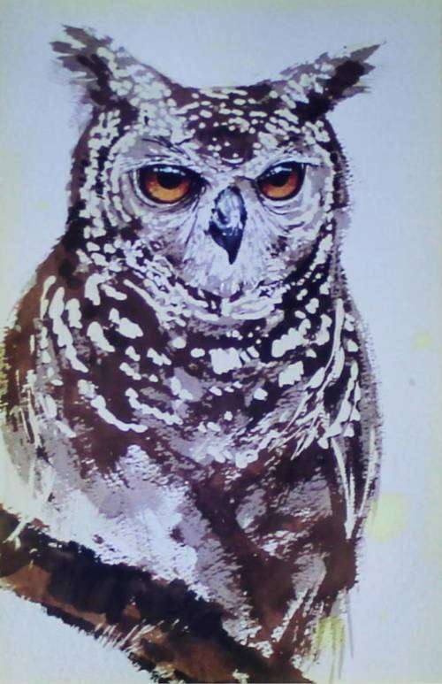 Ian van Zyl - Owl