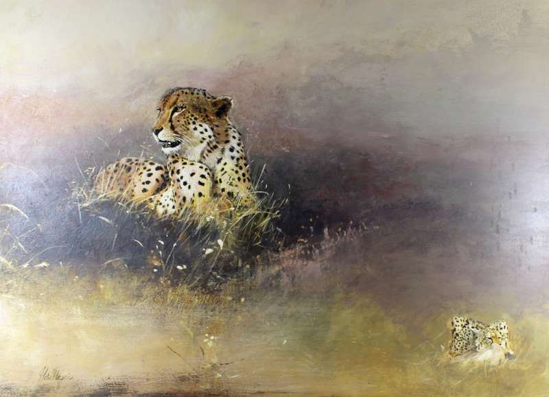 J du Plessis - Cheetas