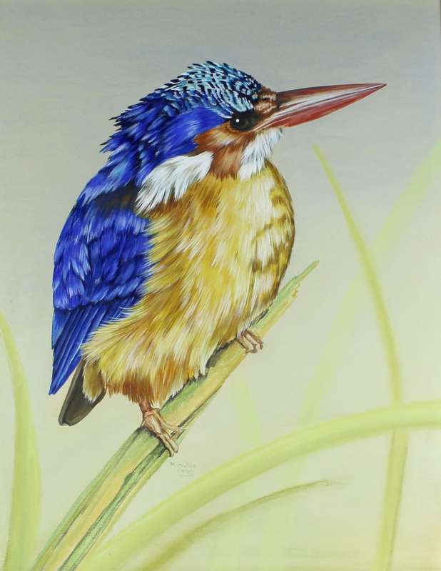R Buric - Colorful bird with blue & yellow feathers