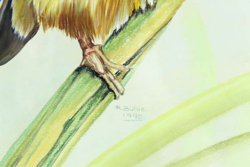 R Buric - Colorful bird with blue & yellow feathers