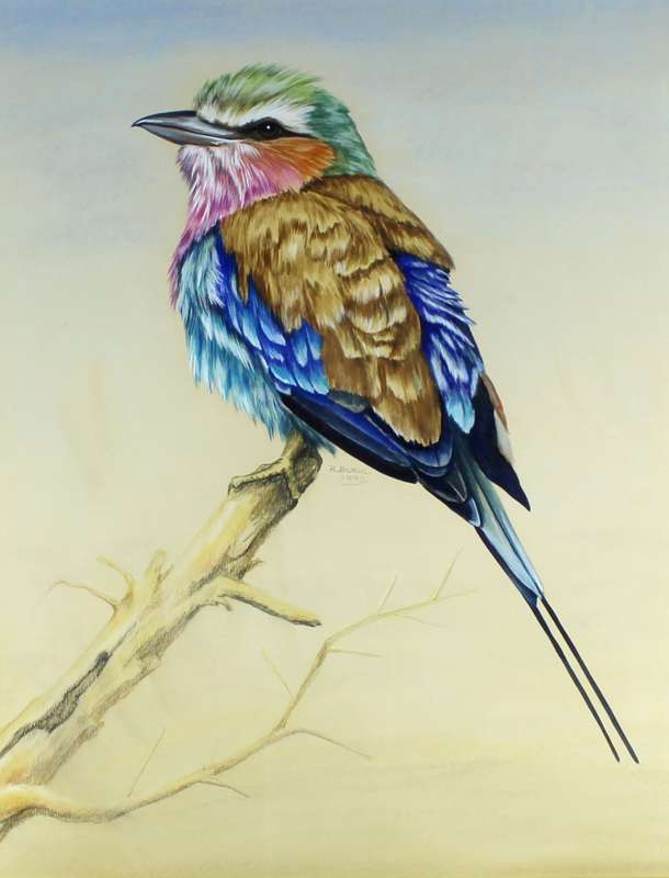 R Buric - Colorful bird with blue & brown feathers