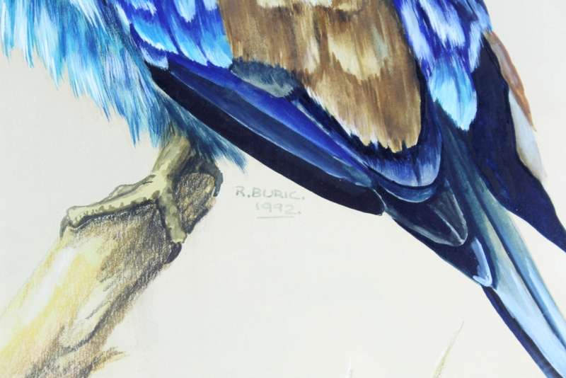 R Buric - Colorful bird with blue & brown feathers