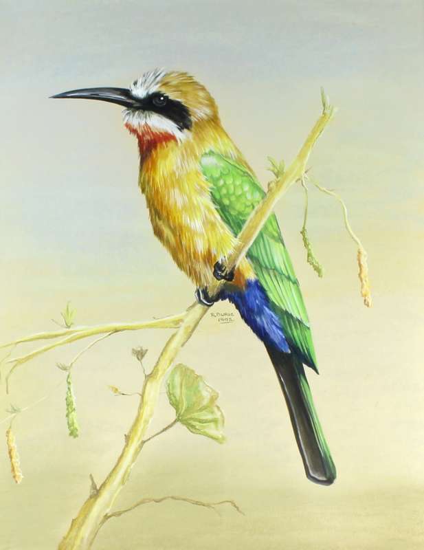 R Buric - Colorful bird with yellow & green feathers